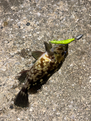 カサゴの釣果