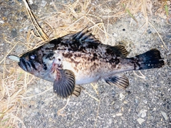 タケノコメバルの釣果