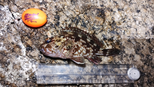 カサゴの釣果