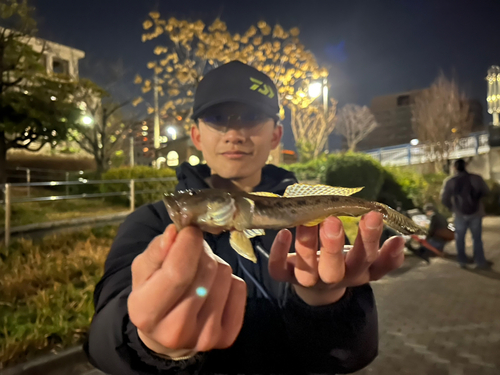 マハゼの釣果