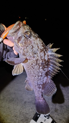 クロソイの釣果