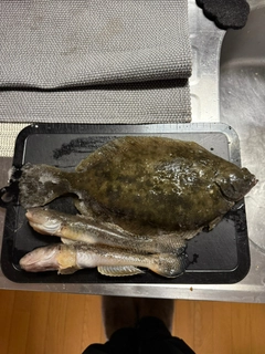 カレイの釣果