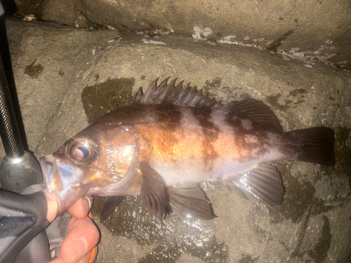 メバルの釣果