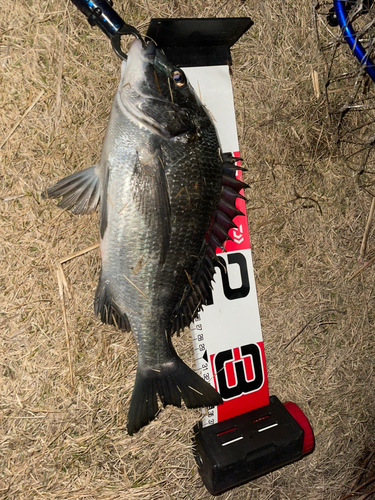 チヌの釣果