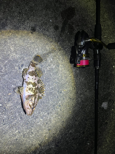 タケノコメバルの釣果