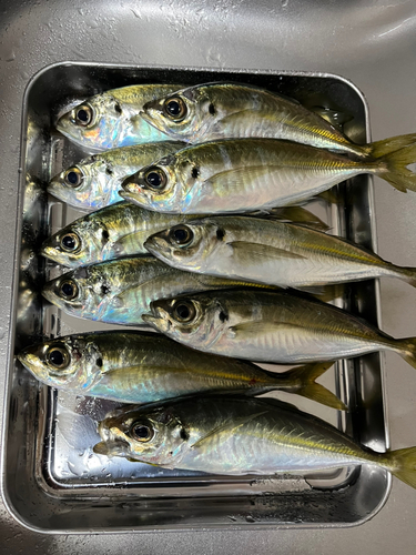 アジの釣果