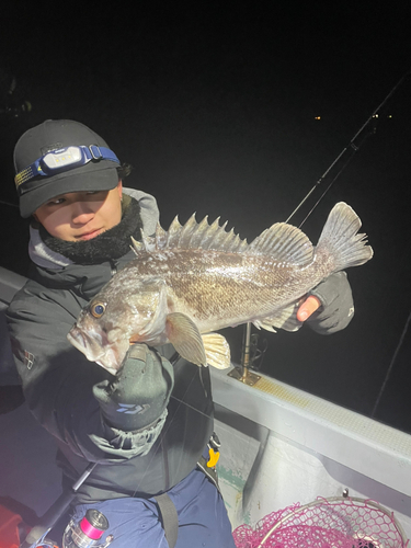 クロソイの釣果