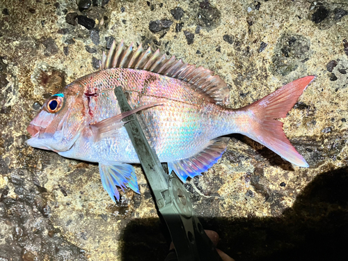 タイの釣果