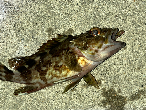 カサゴの釣果