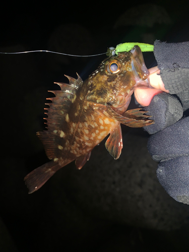 カサゴの釣果