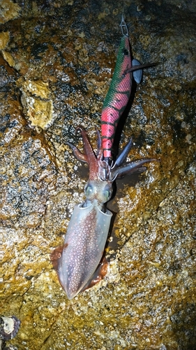 ケンサキイカの釣果