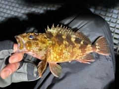 カサゴの釣果