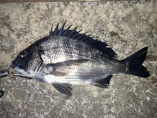 クロダイの釣果