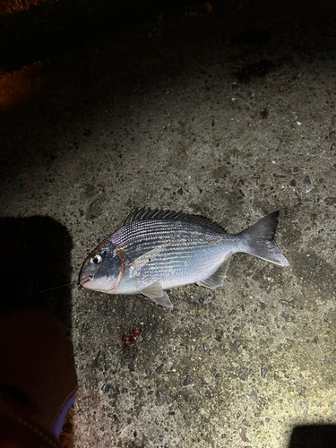 ヘダイの釣果