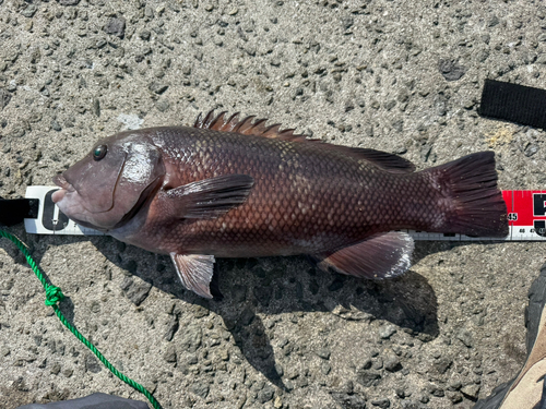 コブダイの釣果