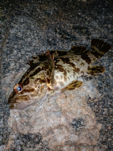 タケノコメバルの釣果