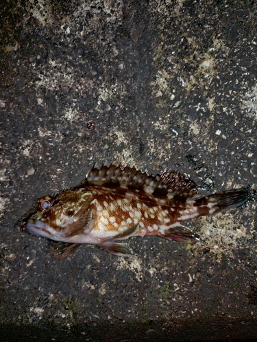 カサゴの釣果