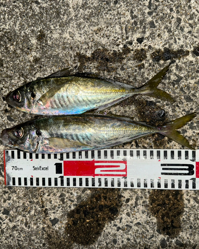 アジの釣果