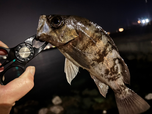 メバルの釣果