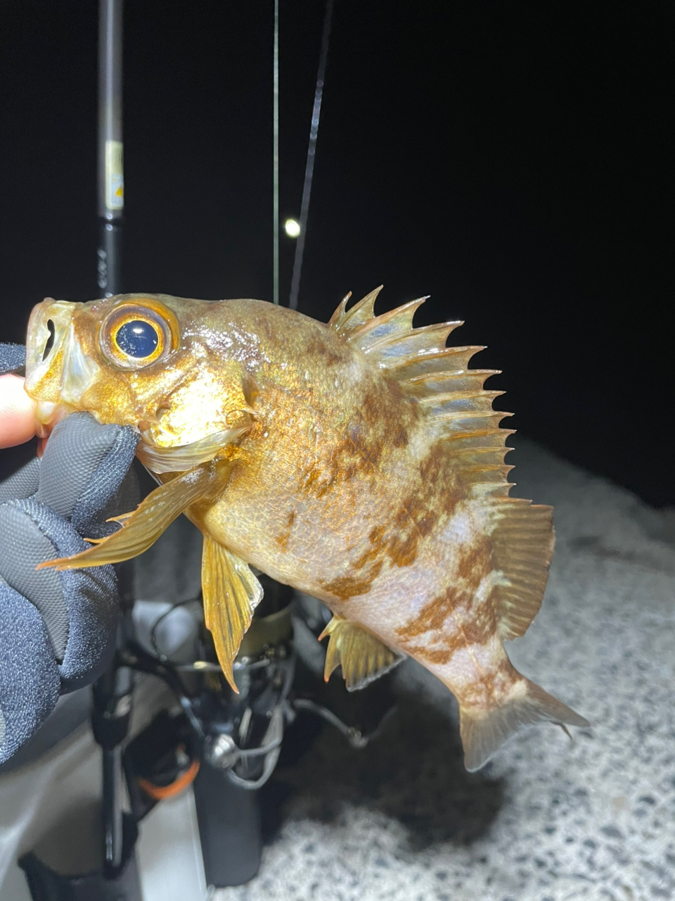 SHIMANO 21ソアレXR S610L-Sの最安値・インプレ・釣果 | 本音の SHIMANO 21ソアレXR S610L-Sの最安値・インプレ・釣果 | 本音の