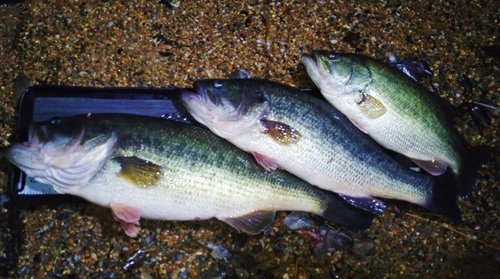 ブラックバスの釣果