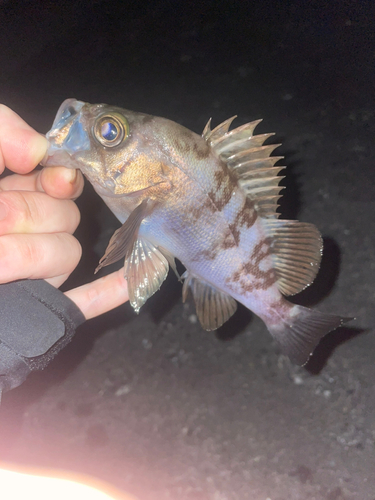 メバルの釣果