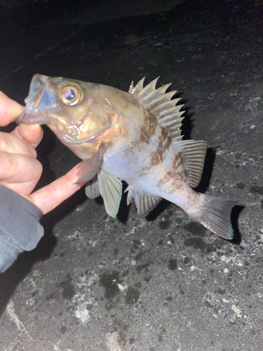 メバルの釣果