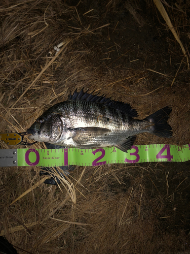 クロダイの釣果