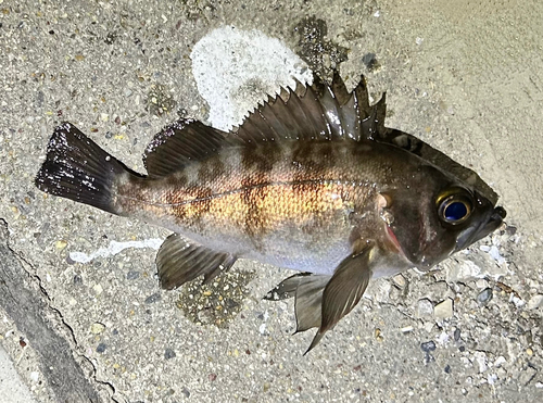 メバルの釣果