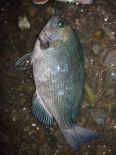 グレの釣果