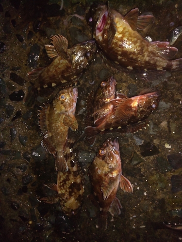 アラカブの釣果