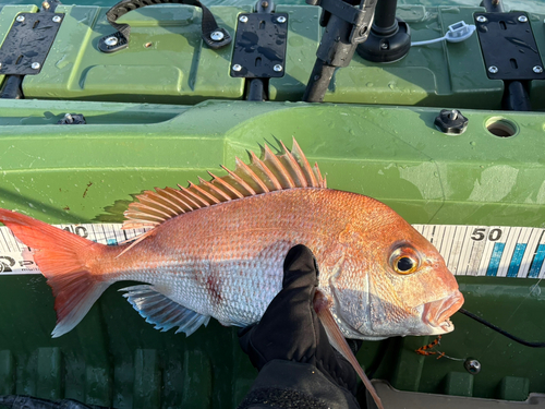 タイの釣果