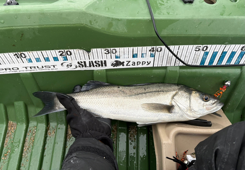 フッコ（マルスズキ）の釣果