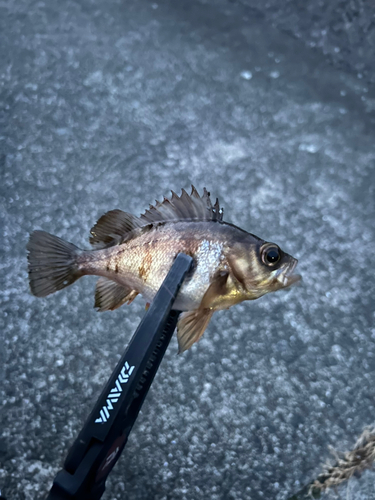 メバルの釣果