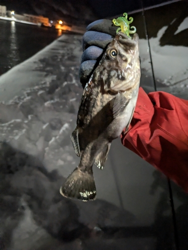 クロソイの釣果