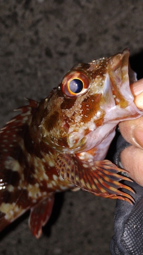 カサゴの釣果