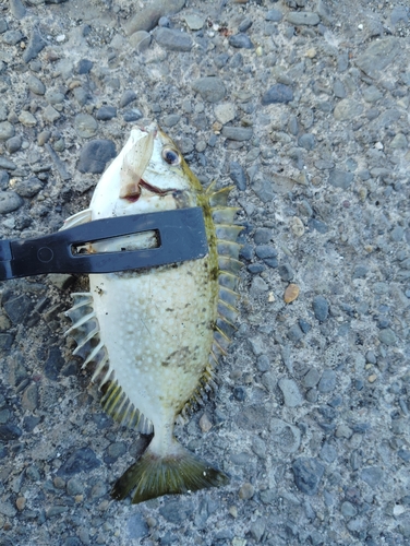 アイゴの釣果