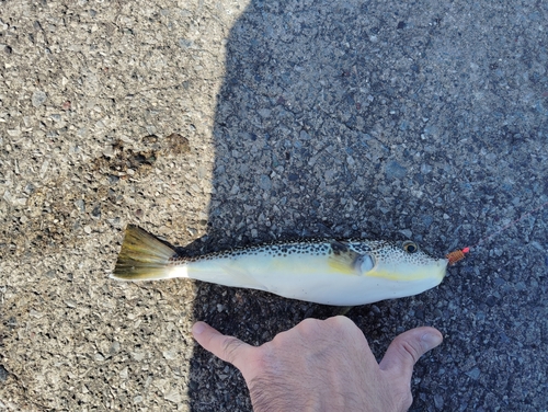 ショウサイフグの釣果