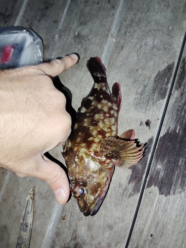 カサゴの釣果