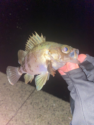 シロメバルの釣果