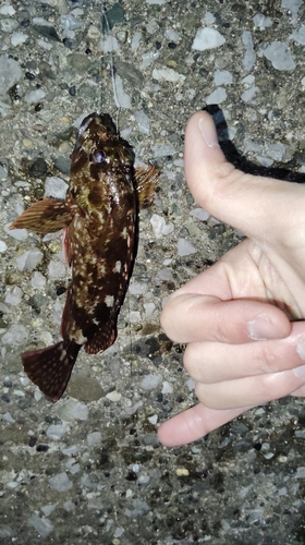 カサゴの釣果