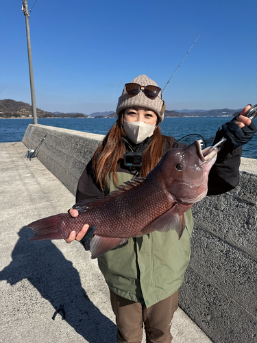 コブダイの釣果