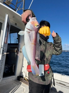 アマダイの釣果