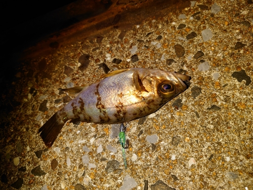 シロメバルの釣果