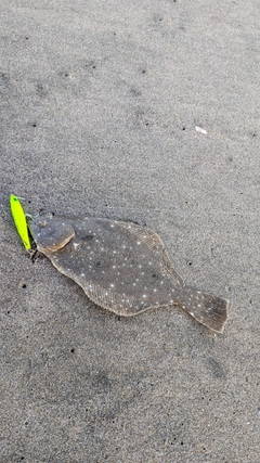 ソゲの釣果