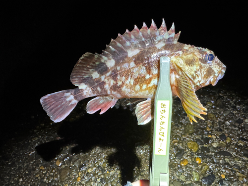 カサゴの釣果