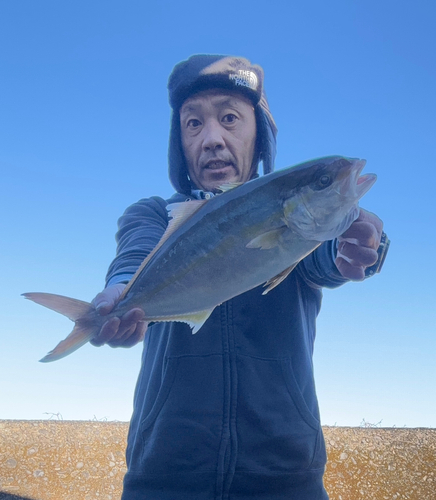 カンパチの釣果