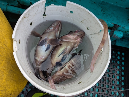 マハタの釣果