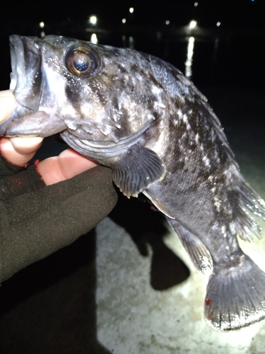 クロソイの釣果