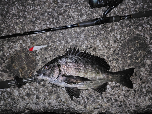 クロダイの釣果